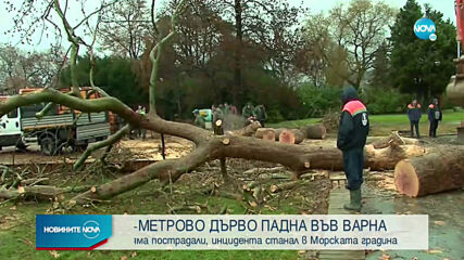Огромно дърво падна на входа на Морската градина във Варна