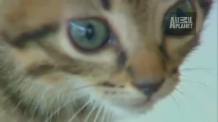 Wtf - Parasite Kitten 