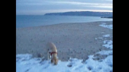 who let the dog out