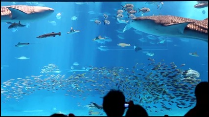 Неземно! Aquarium (okinawa Japan) 