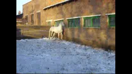 Horses   Богиня