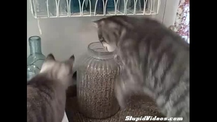 Котка отвартя буркан