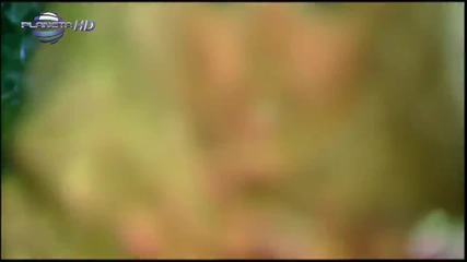 Камелия - Ти ела ( 1080p )