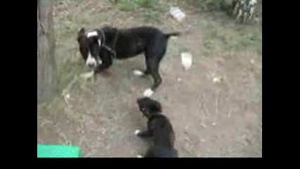 Pitbull vs mixed breed 3 