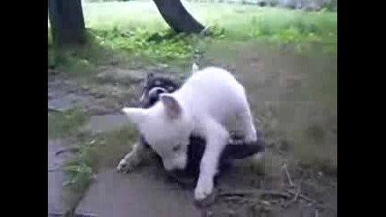 Siberian Husky Brothers Playing