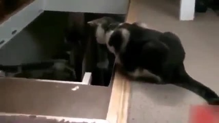 Котка прецаква друга котка - Смях !