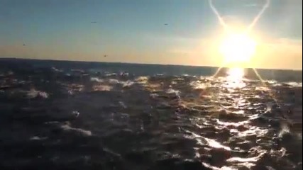 Делфини плуват към изгрева
