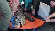 „Доскоро, алигаторе”: Иззеха огромен хищник от дома на собственика му в САЩ (ВИДЕО+СНИМКИ)