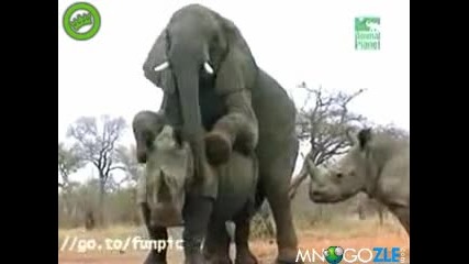 Много смях!! Слон чука носорог