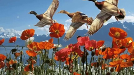 Пролет с огнени цветя... ...(music - Andre Rieu -toselli Serenade )... ...