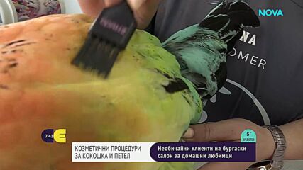 Петел и кокошка - необичайните клиенти на груминг салон в Бургас