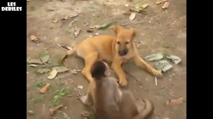 Маймунка и куче се боричкат :д Кеч федерация 2011 :д