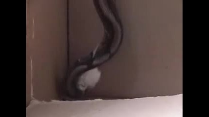 Snake Attacks