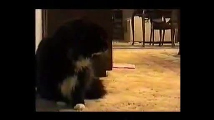 Говореща котка-смях