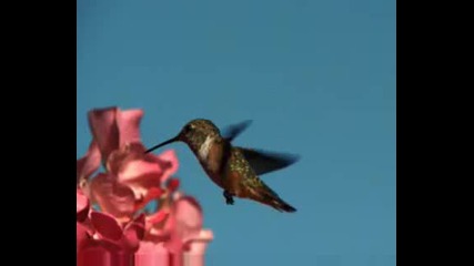 Songbird