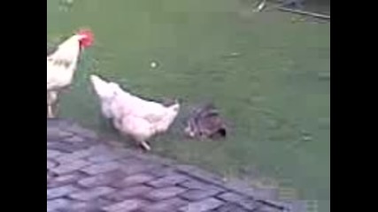 chicken vs cat