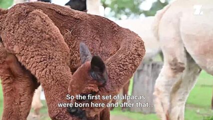 Around the World: There's more to alpacas than just cute fluffy faces