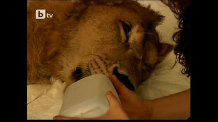 Бразилия с тревога следи лечението на болна лъвица