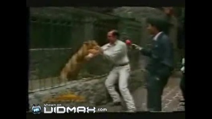 Агресивен лъв напада човек в зоопарка 