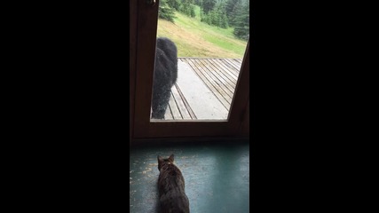 Котка пазач плаши мечка