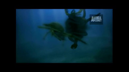 Animal Armageddon Sea Scorpions