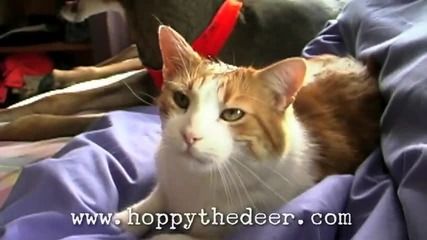 Сърната Hoppy и нейното другарче котка