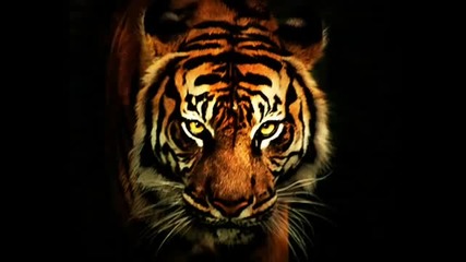Eye Of The Tiger