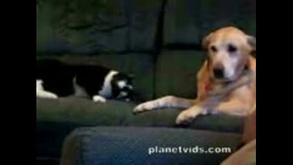 Dog & Cat