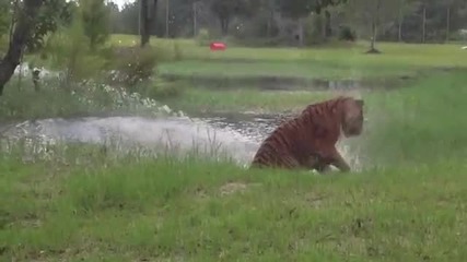 Тигър се забавлява с фонтан