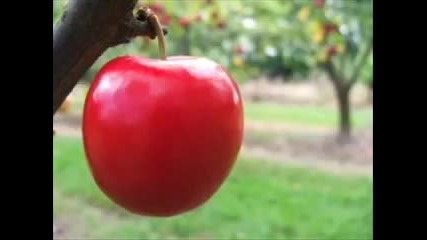 Червена ябълка - словашка народна песен