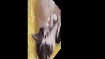 spasete kotacite