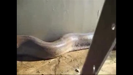 !..! Намериха Най - Дългата Змия Мъртва 
