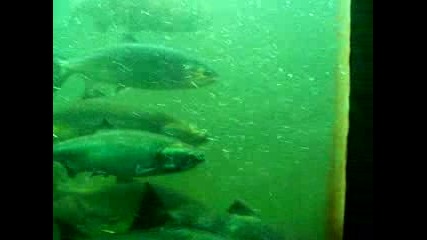 Fish Ladder