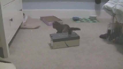 Котето ще се убие заради един лазер! :d:d 