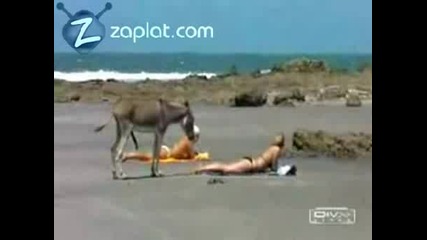 Pазгонено магаре на плажа