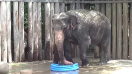 Бебе слонче се забавлява в басейн
