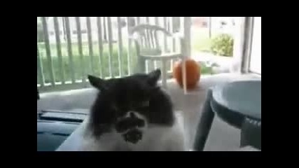 300 cats 