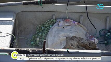 Защо есетрите изчезват от Дунав