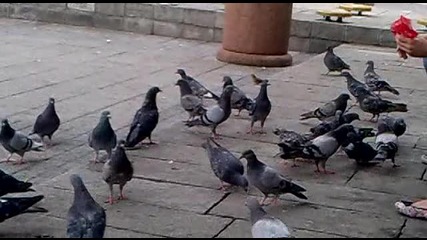 Пловдивските гълъби