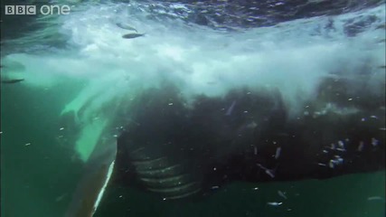 Hd Bait Ball Feast - Natures Great Events The Great Feast - Bbc One 