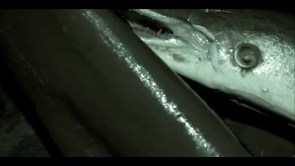 River Monsters - A Prehistoric Giant