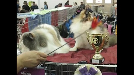 Развъдник за персийски и екзотични котки Persy de Gal - котенца