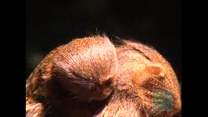 Мармозетки - близнаци