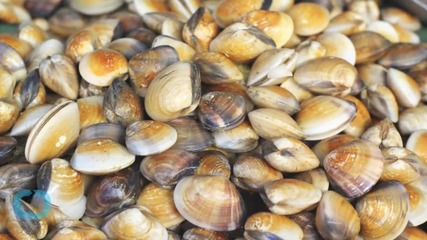 Shellfish Species Shrinking as Rising Carbon Emissions Hit Marine Life