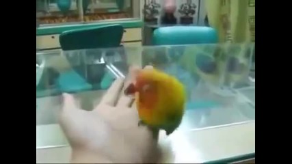 Папагал издава еротични звуци