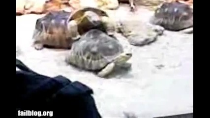Turtle Sex Fail 