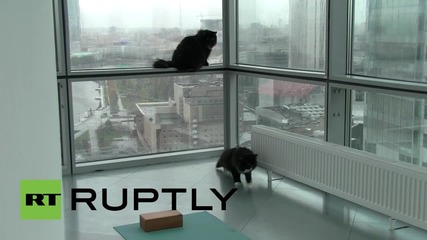 Русия: Шанс веднъж на 9 живота - котки превзеха офис на Световния ден на животните
