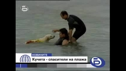 Кучета спасяват удавници в Италия!