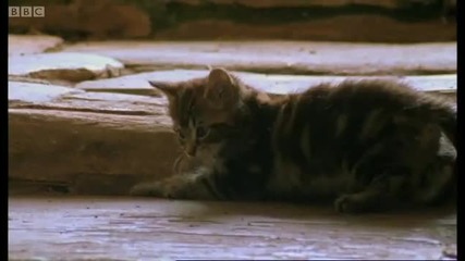 Killer Kittens! - Predators - Bbc