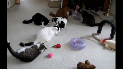 смях ! смешна компилация котки 2014 New!!